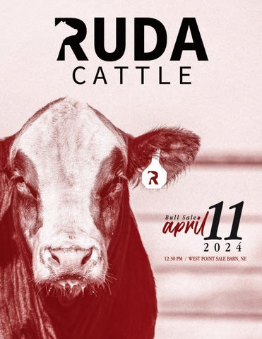 Ruda Cattle Bull Sale