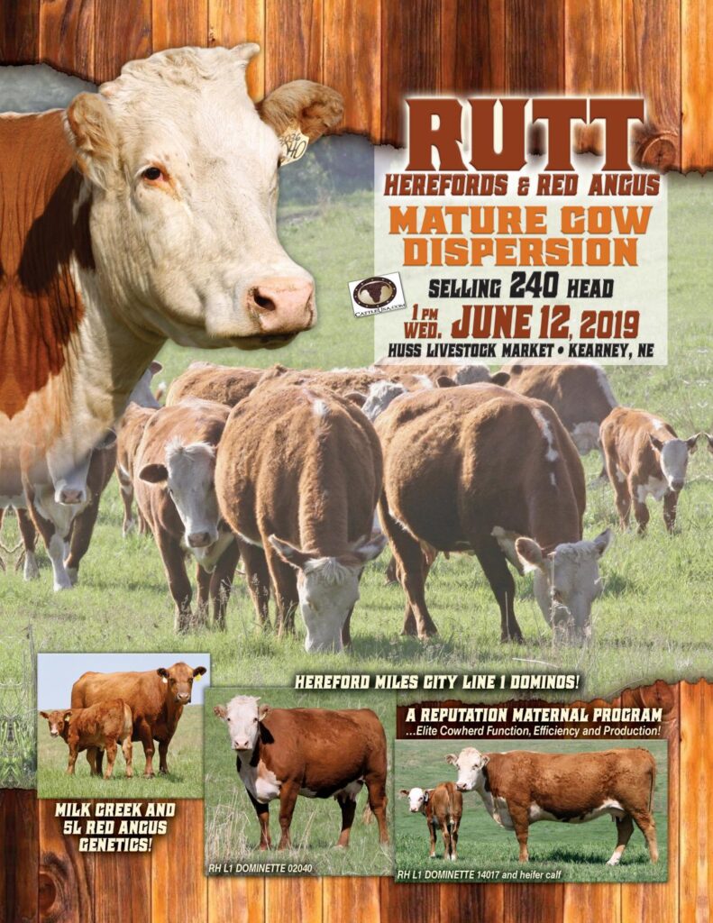Rutt Herefords - 2019 Mature Cow Dispersion Sale