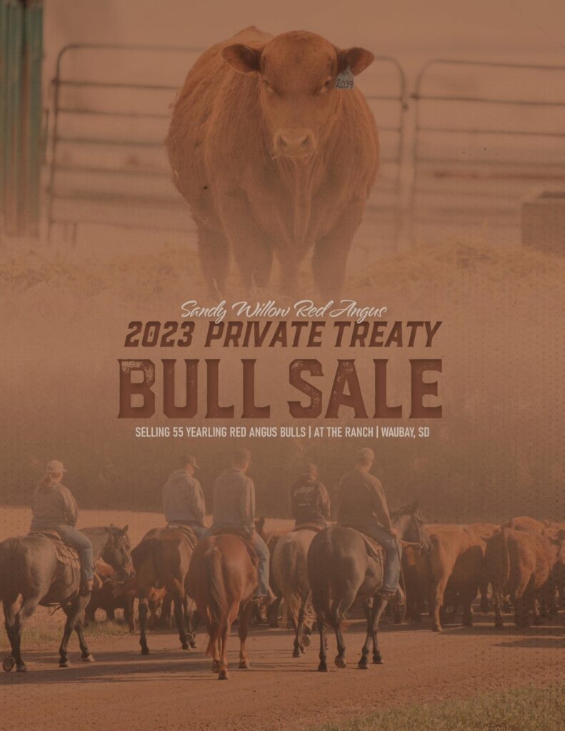 Sandy Willow Red Angus - 2023 Sale