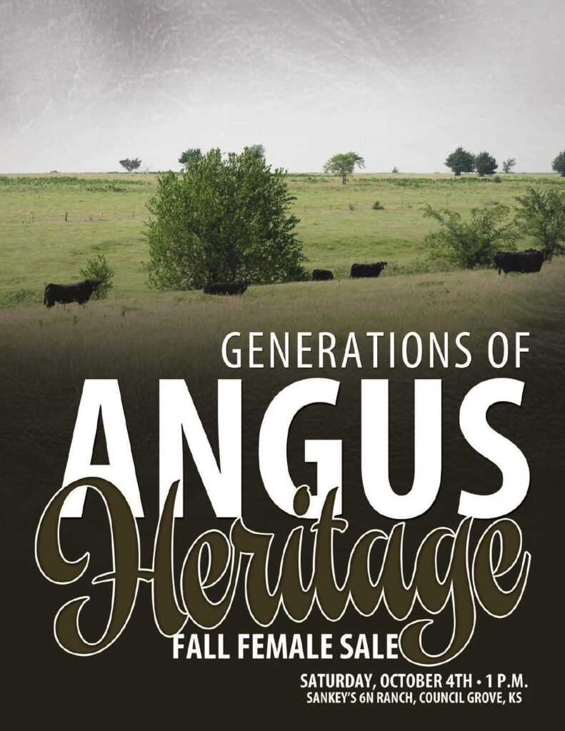 Sankeys 6N Ranch - 2014 Generations of Angus Heritage Fall Female Sale