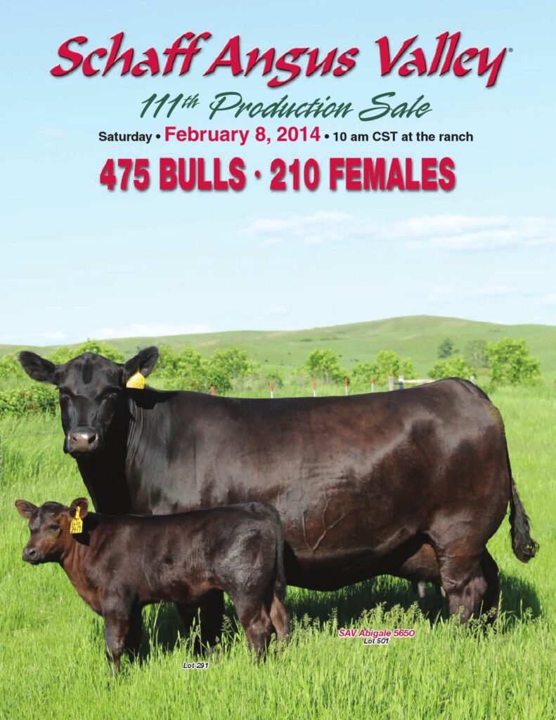 Schaff Angus Valley - 111th Production Sale