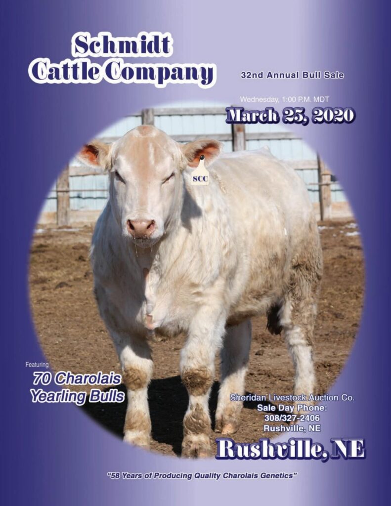 Schmidt Cattle - 2020 Sale