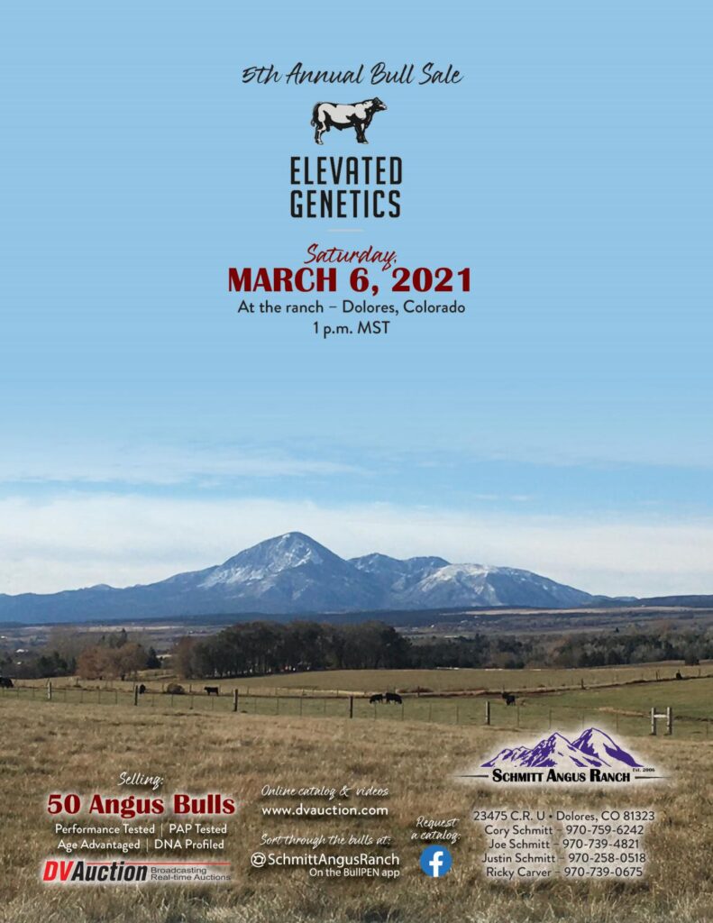 Schmitt Angus Ranch - 2021 Spring Sale