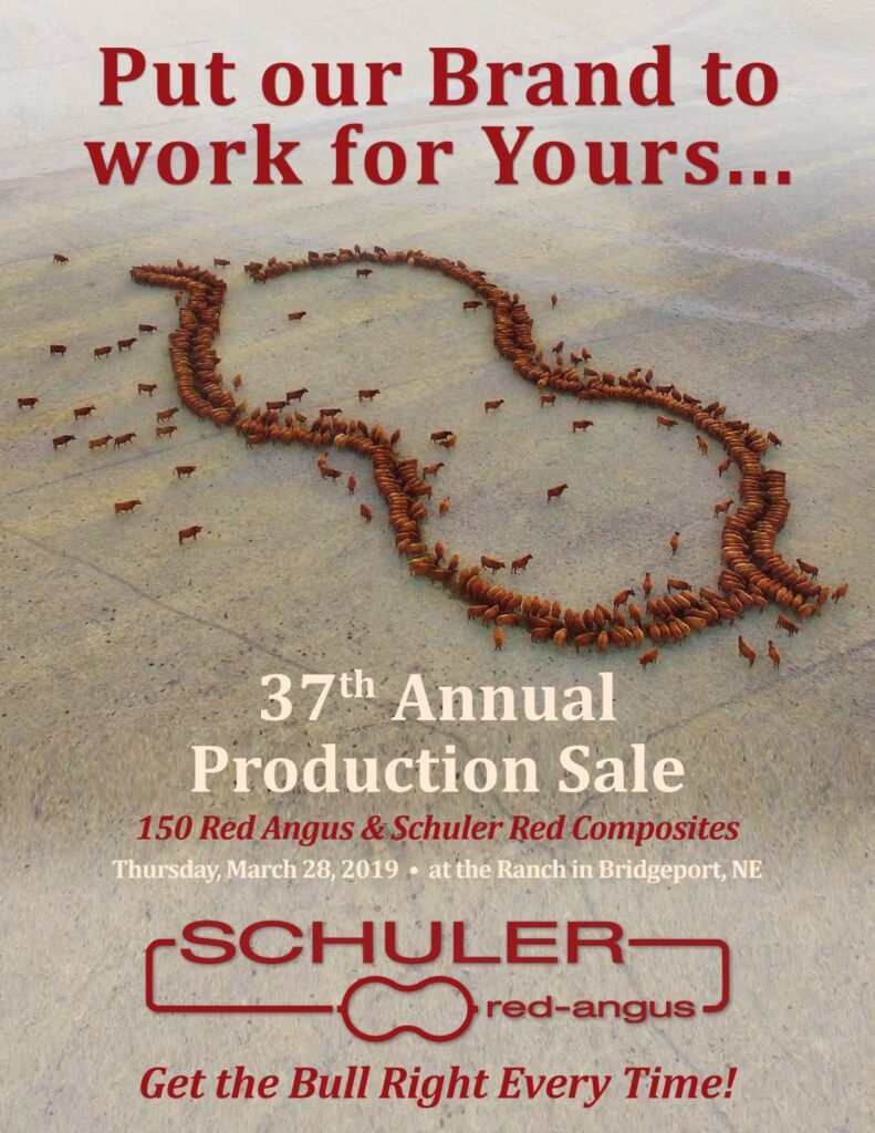 Schuler Red Angus - 2019 Sale