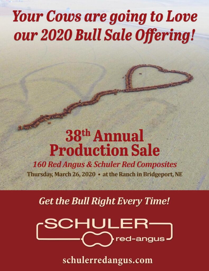 Schuler Red Angus - 2020 Sale