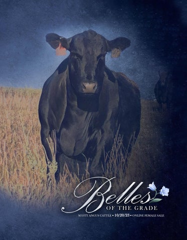 Scott Angus Cattle - 2023 Belles of the Grade Female Sale