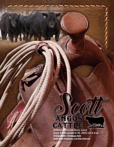 Scott Angus Cattle - 2023 Online Sale