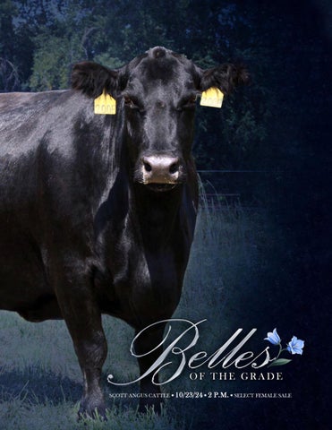 Scott Angus Cattle - Belles of the Grade Select Female Sale