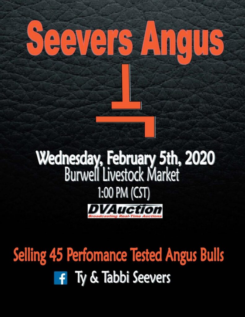 Seevers Angus - 2020 Bull Sale