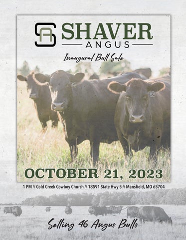 Shaver Angus 2023 Inaugural Bull Sale