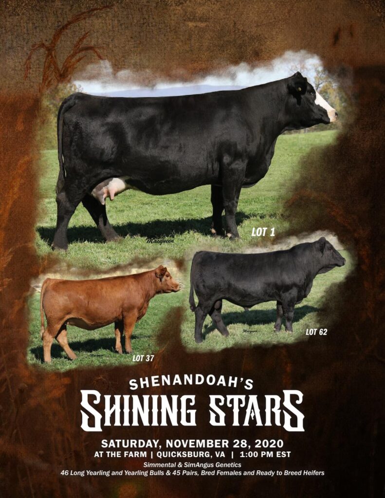 Shenandoah Valley Simmentals - 2020 Fall Sale