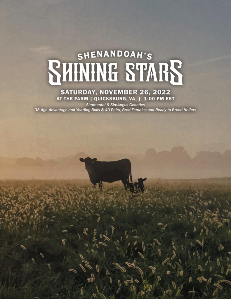 Shenandoah Valley Simmentals - 2022 Fall Sale