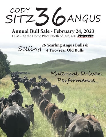 Sitz 36 Angus - 2023 Spring Sale