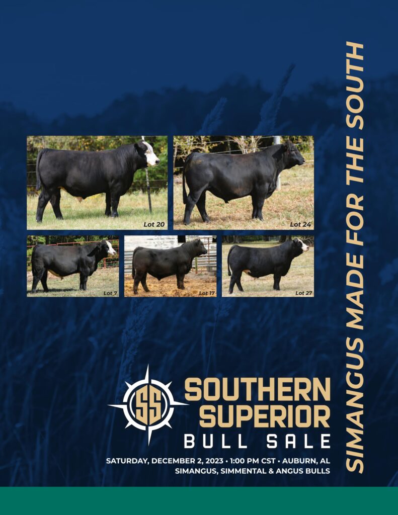Southern Superior Bull Sale