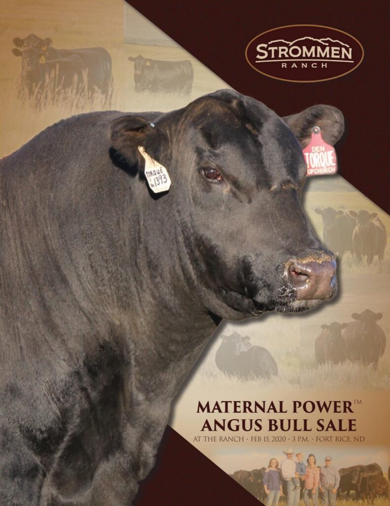 Strommen Ranch - 2020 Bull Sale