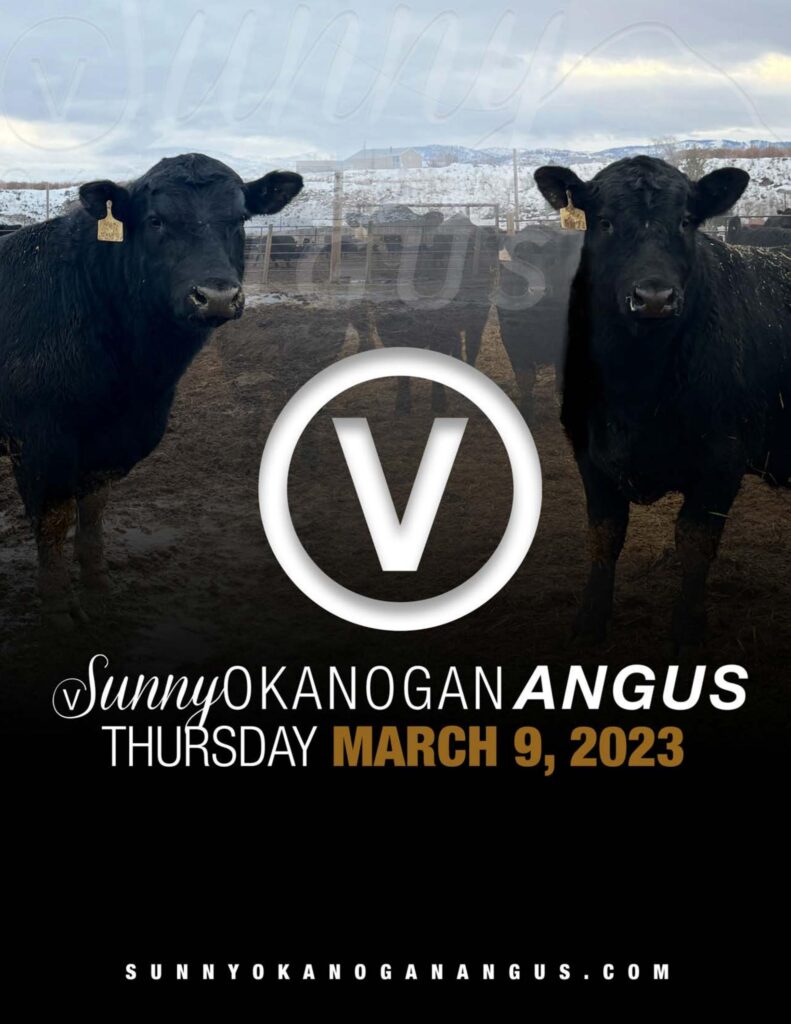 Sunny Okanogan Angus Ranch - 2023 Spring Sale