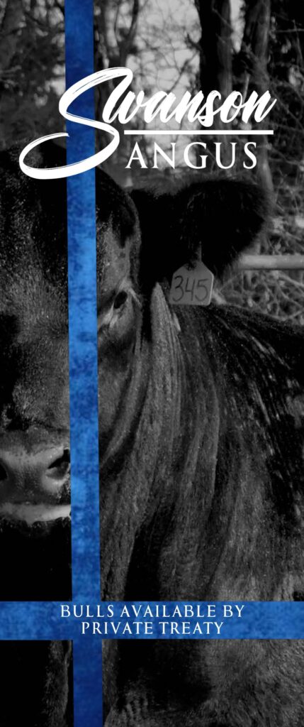 Swanson Angus - 2022 Private Treaty Sale