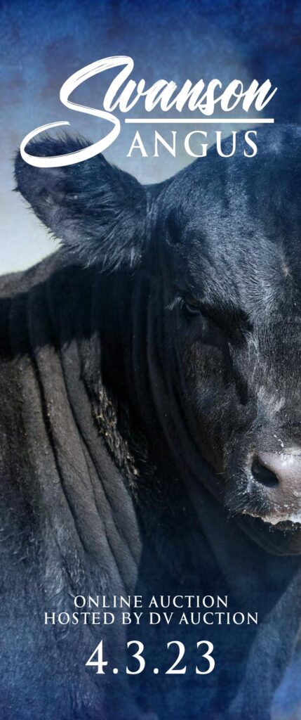 Swanson Angus - 2023 Private Treaty Sale