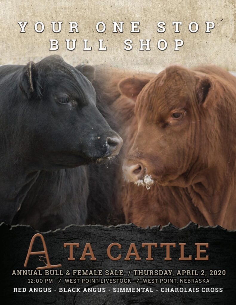 TA Cattle - 2020 Sale