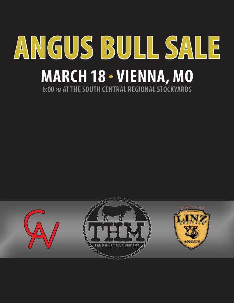 THM Land & Cattle Company - 2016 Angus Bull Sale