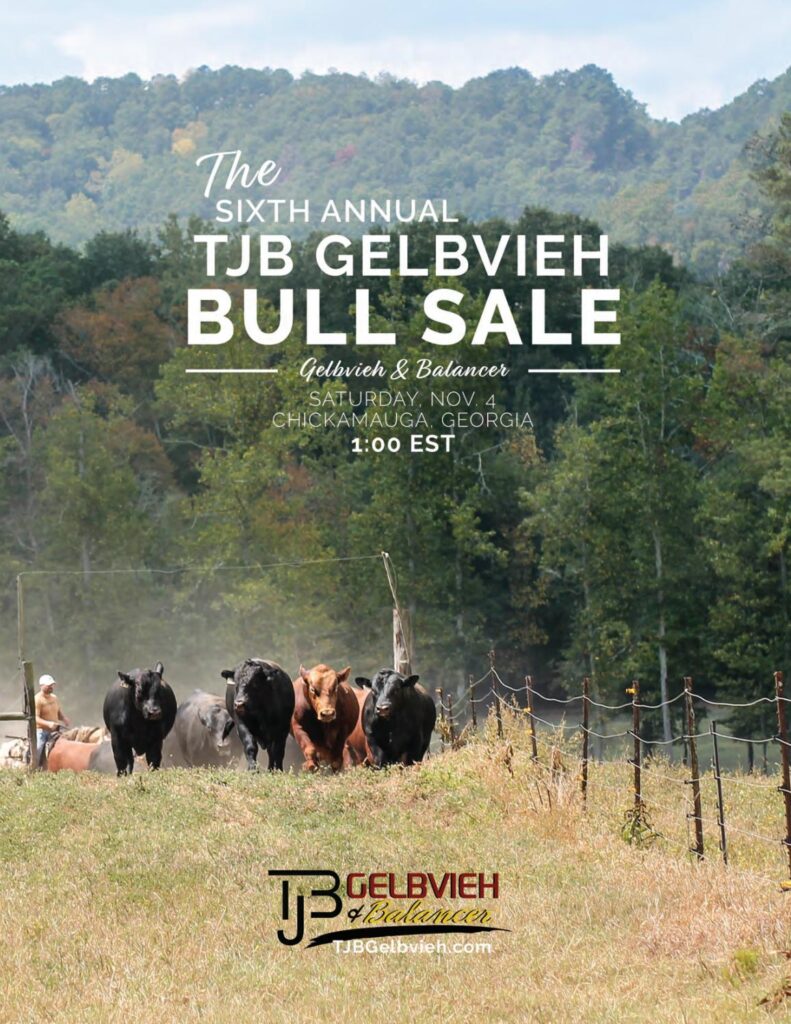 TJB Gelbvieh - 2017 Bull Sale