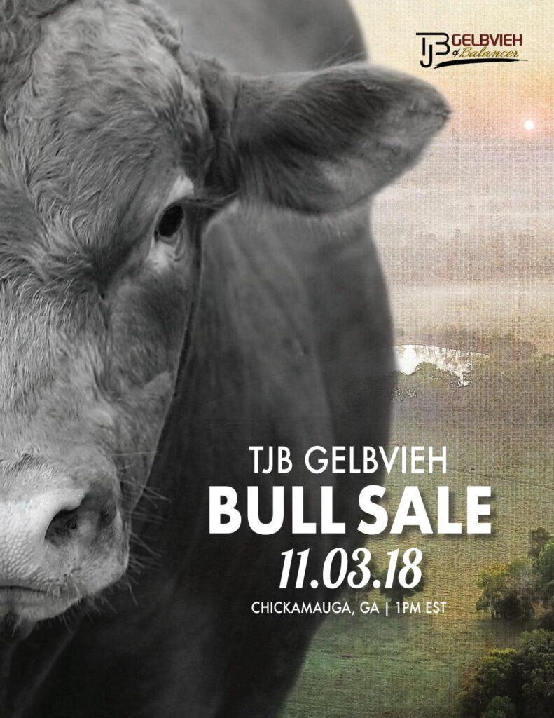 TJB Gelbvieh - 2018 Bull Sale