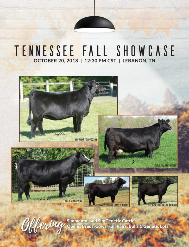 Tennessee Simmental Association - 2018 Fall Showcase Sale