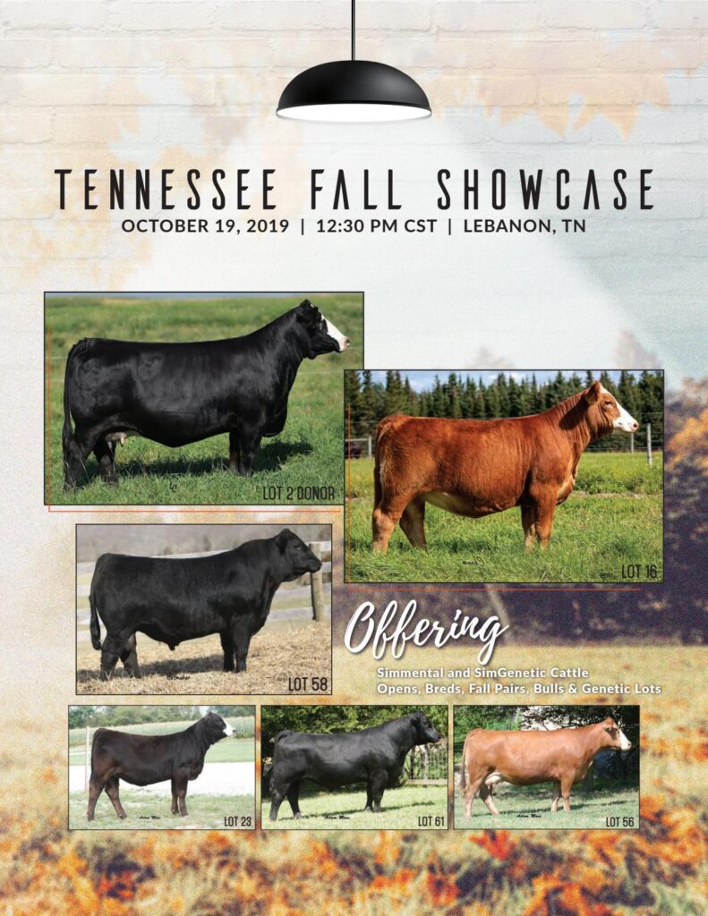 Tennessee Simmental Association - 2019 Fall Showcase Sale