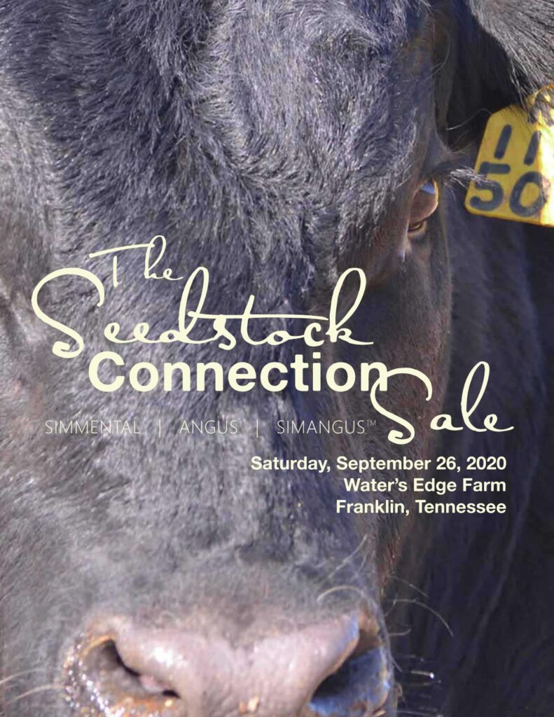 The Seedstock Connection Sale - 2020 Fall Sale
