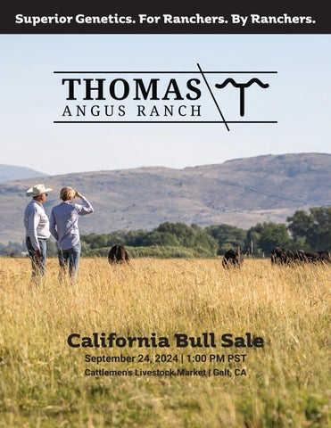 Thomas Angus Ranch California Bull Sale