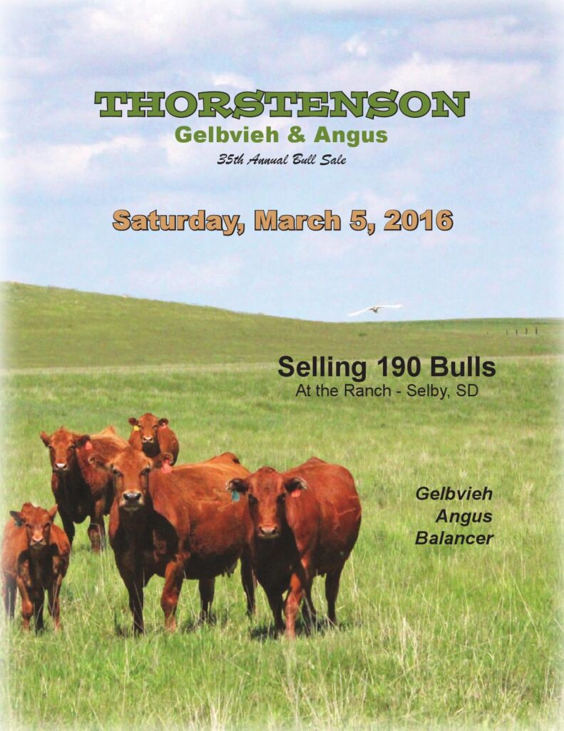 Thorstenson Gelbvieh & Angus - 35th Annual Bull Sale