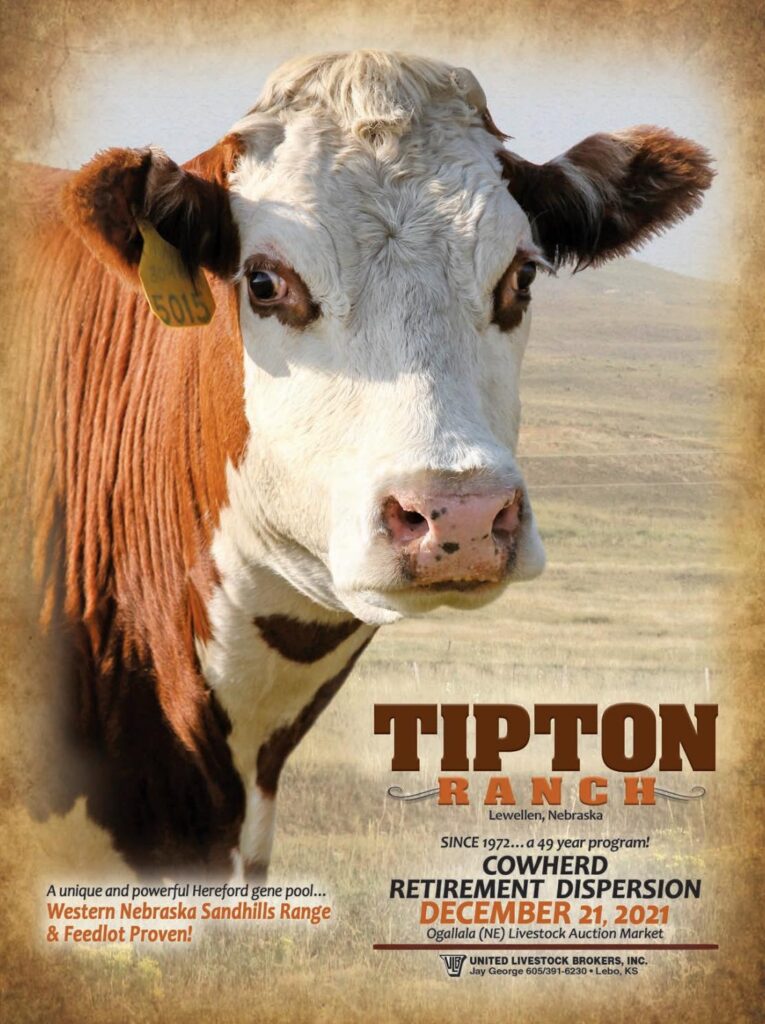 Tipton Hereford - 2021 Fall Cowherd Retirement Dispersion Sale