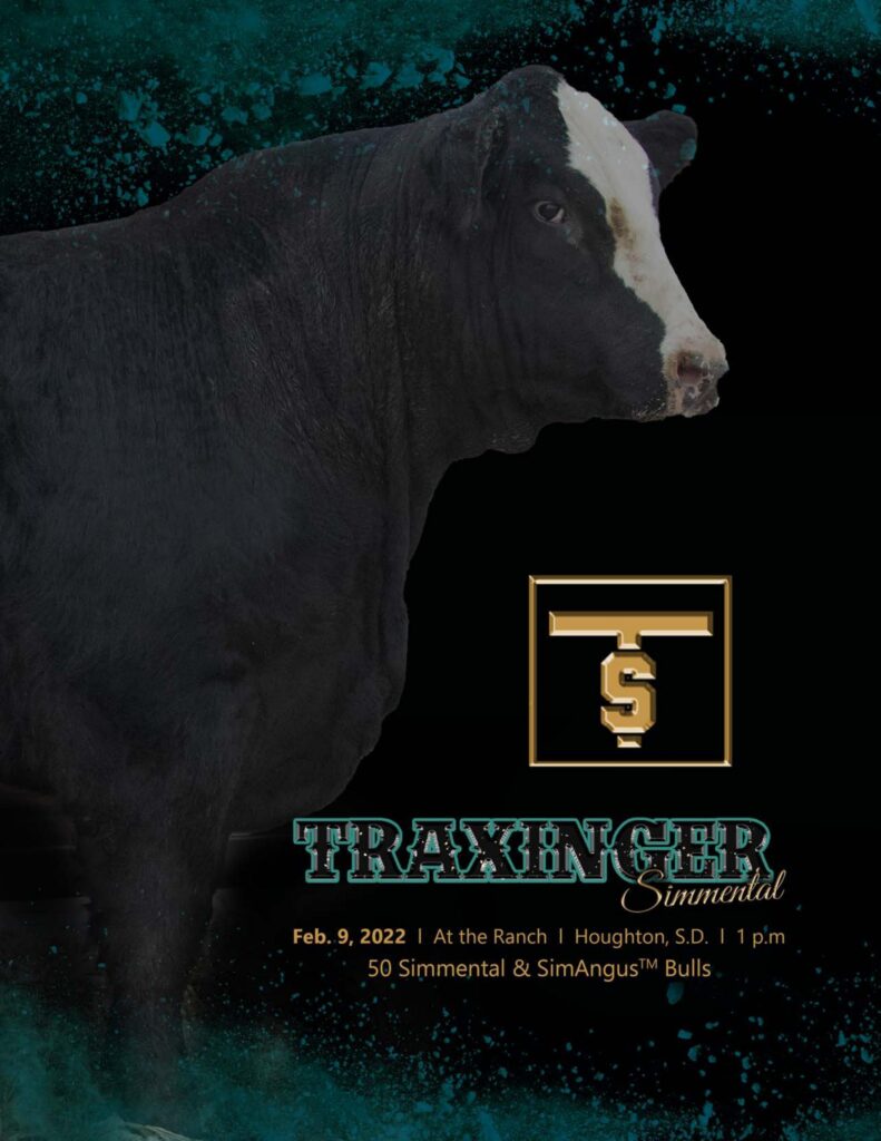 Traxinger Simmental - 2022 Spring Bull Sale