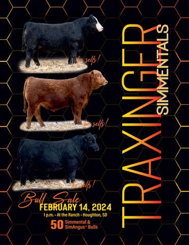 Traxinger Simmentals Bull Sale