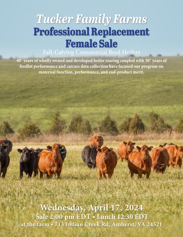 Tucker Family Farms Professional Replacement Female Sale