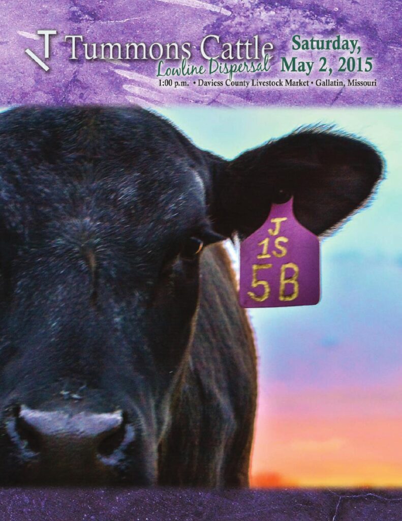 Tummons Cattle - Lowline Dispersal Sale