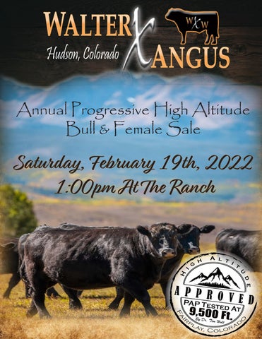 Walter Angus - 2022 Spring Sale