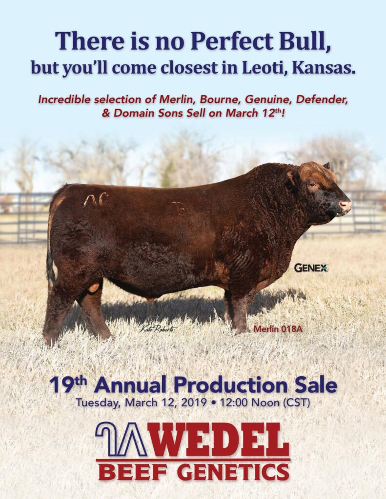 Wedel Beef Genetics - 2019 Sale