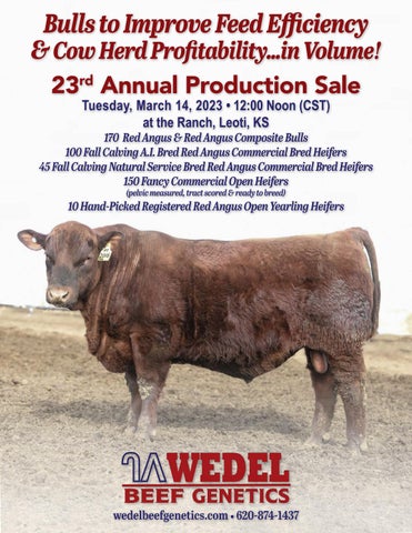 Wedel Beef Genetics - 2023 Sale
