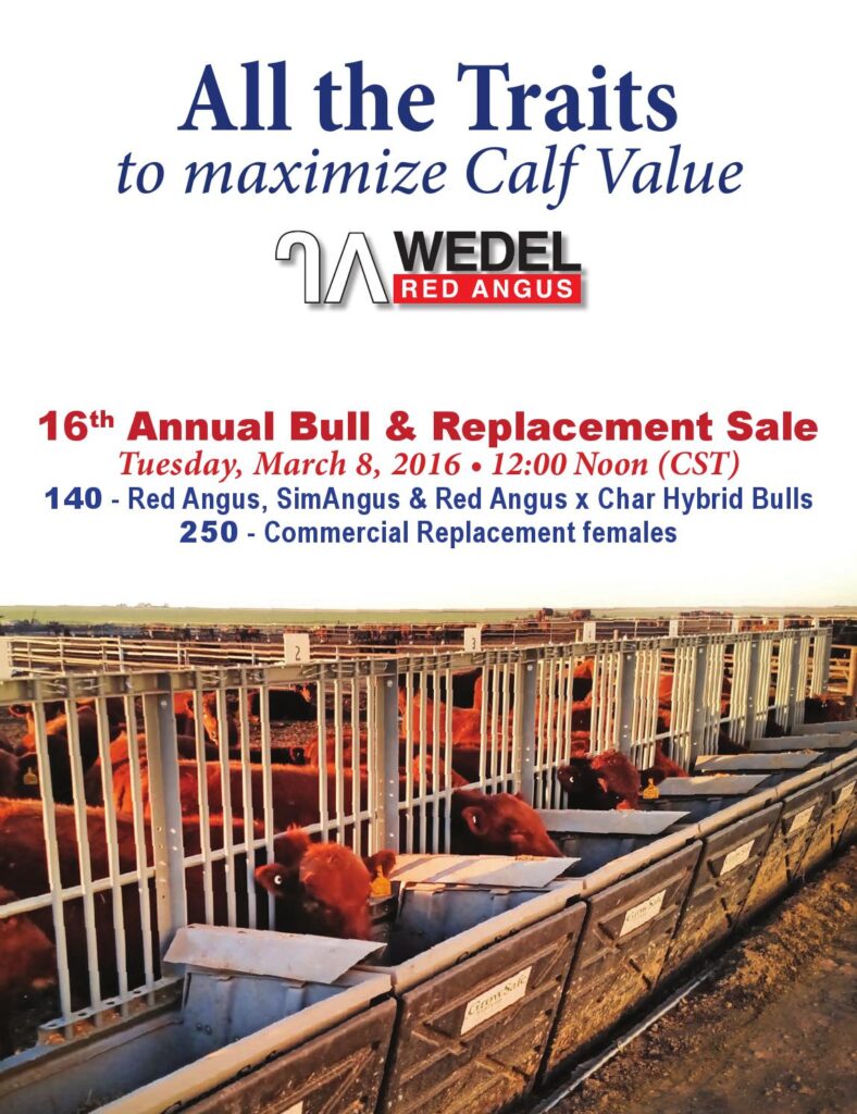 Wedel Red Angus - 16th Annual Bull & Replacement Sale