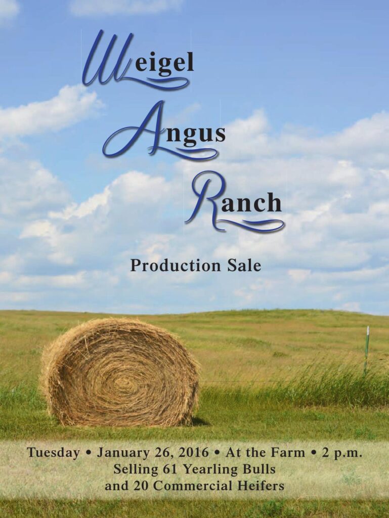 Weigel Angus Ranch - 2016 Production Sale