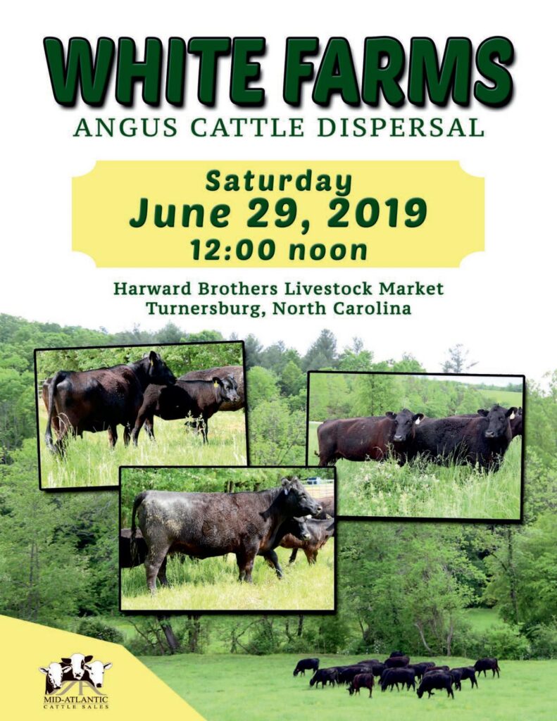 White Farms Angus - 2019 Cattle Dispersal Sale