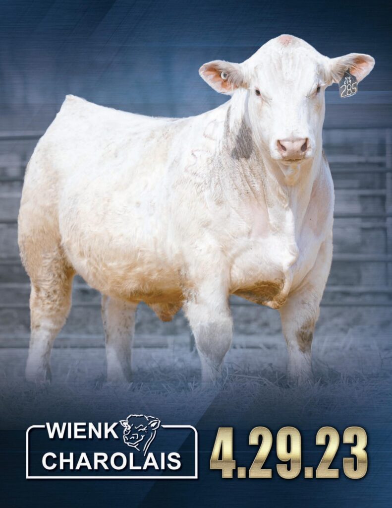 Wienk Charolais - 2023 Spring Bull Sale