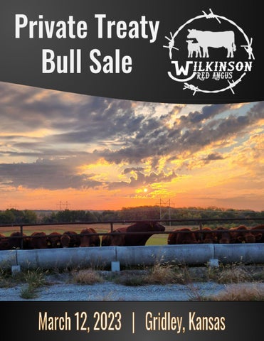 Wilkinson Red Angus - 2023 Spring Sale