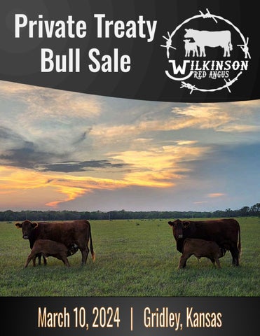 Wilkinson Red Angus Private Treaty Bull Sale