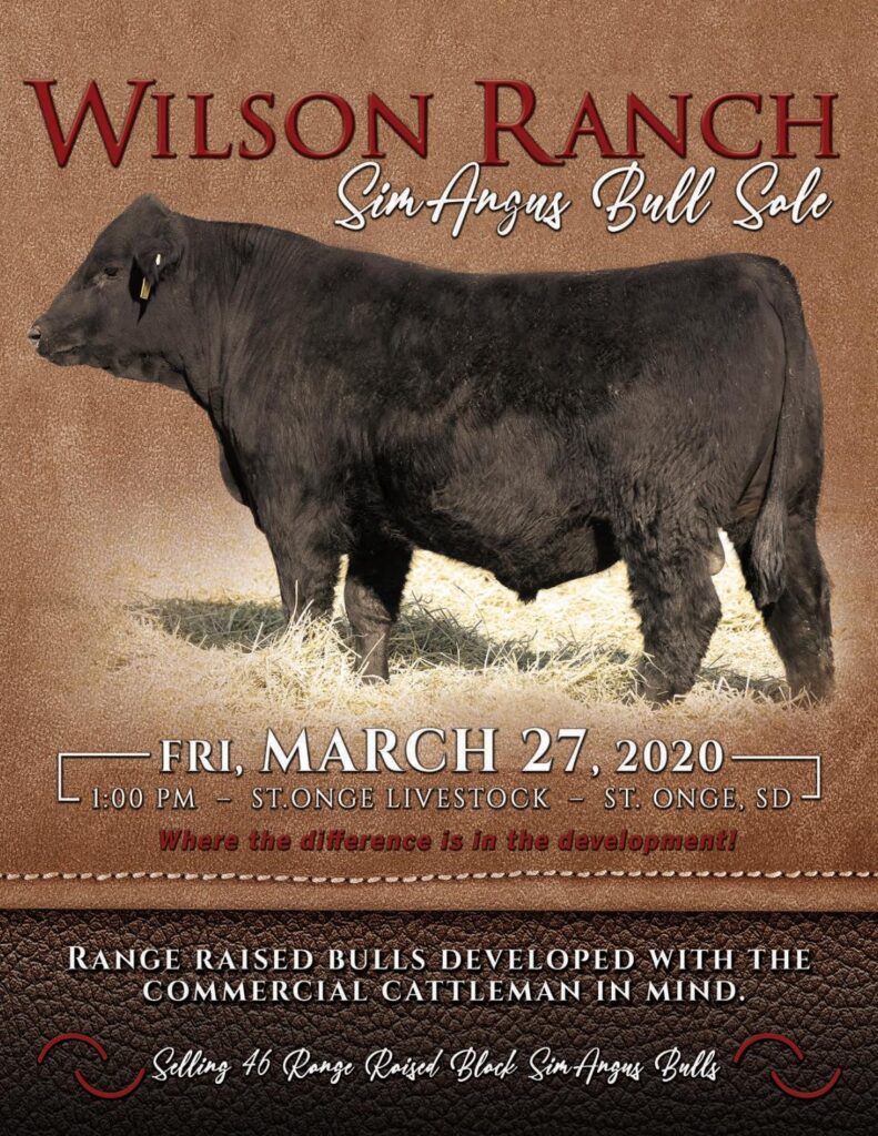 Wilson Ranch SimAngus - 2020 Bull Sale
