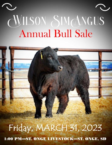 Wilson SimAngus Ranch - 2023 Spring Bull Sale