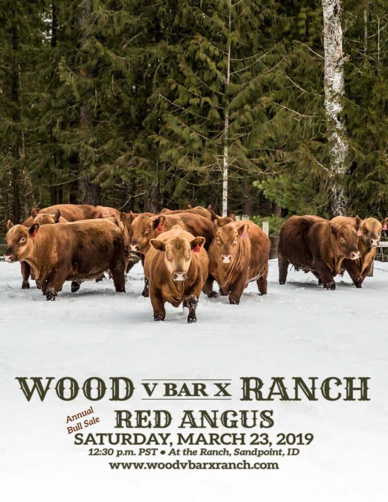 Wood V Bar X Ranch - 2019 Bull Sale