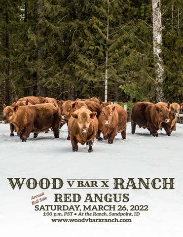 Wood V Bar X Ranch Red Angus - 2022 Spring Sale