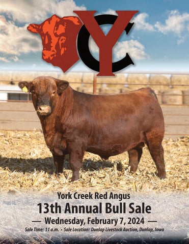 York Creek Red Angus 13th Annual Bull Sale